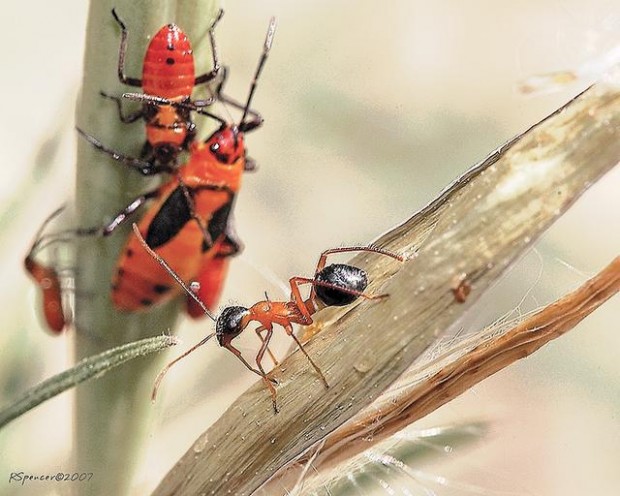 Beauty in world of insects  