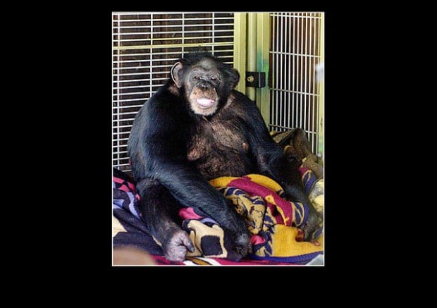 Chimp owner: Conn. woman was mauled on the job