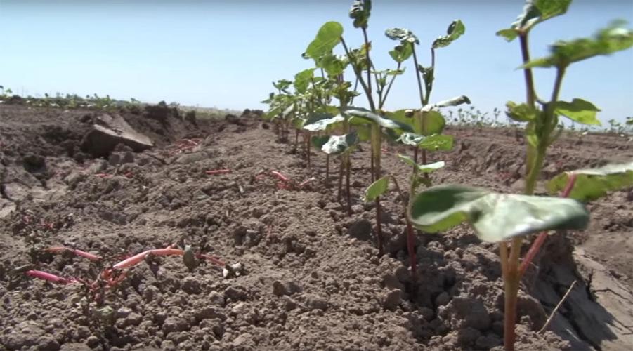 Yuma farmers