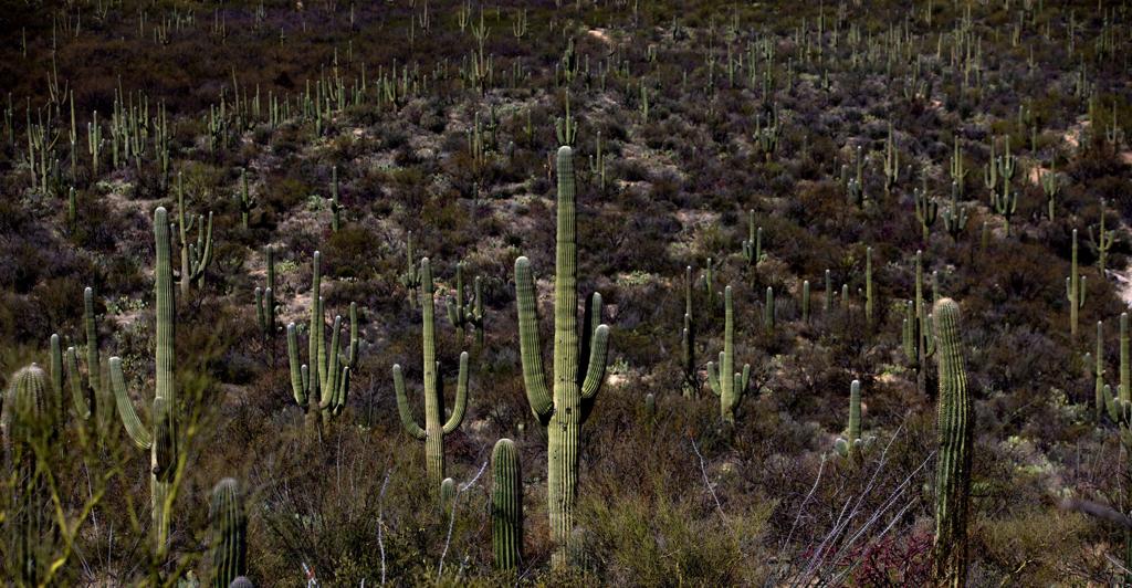 24 Fun Festivals Fairs And Markets Happening This Spring 22 Updated To Do Tucson Com