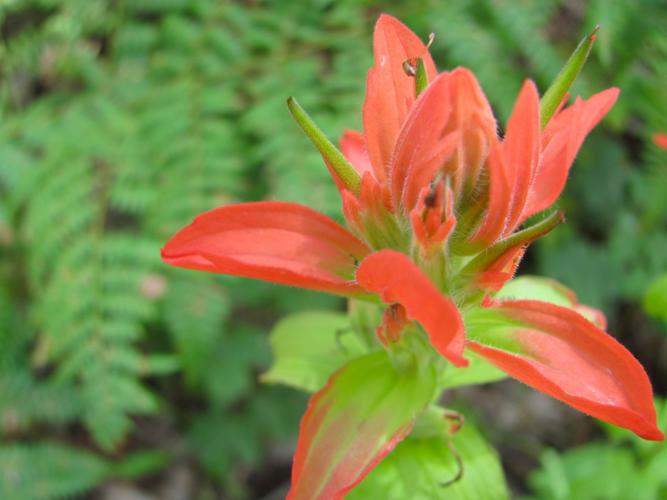 Wildflower and ferns