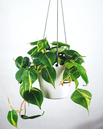 Heartleaf philodendron (Philodendron hederaceum)