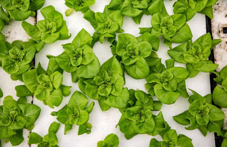 Merchant's Garden, Tucson