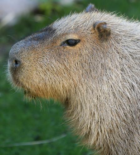 Reid Park Zoo capybara