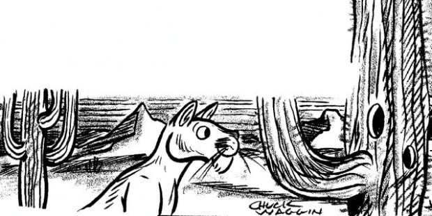 Desert's woodpeckers bring the noise  