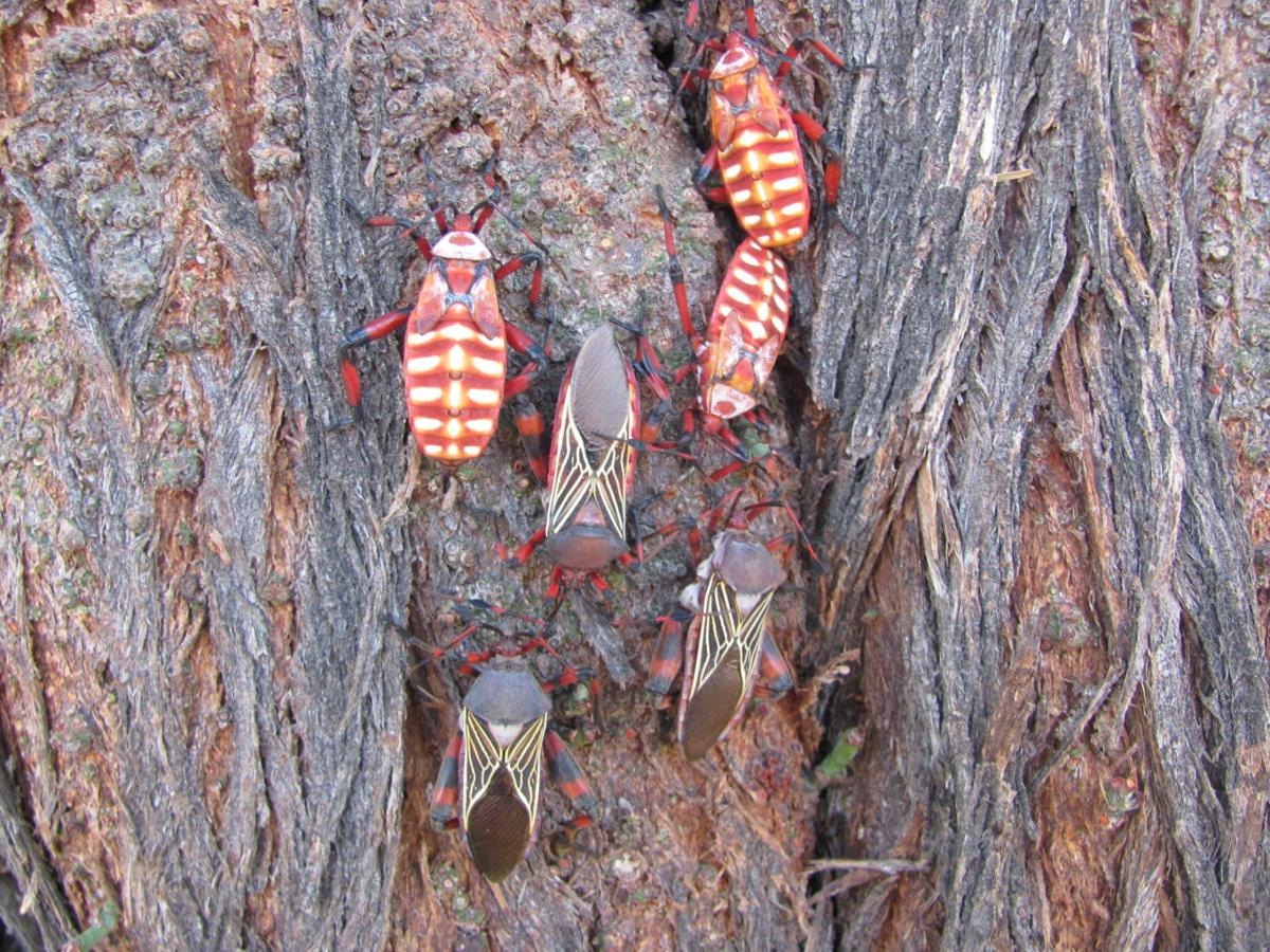 Giant mesquite bugs coming down from the treetops