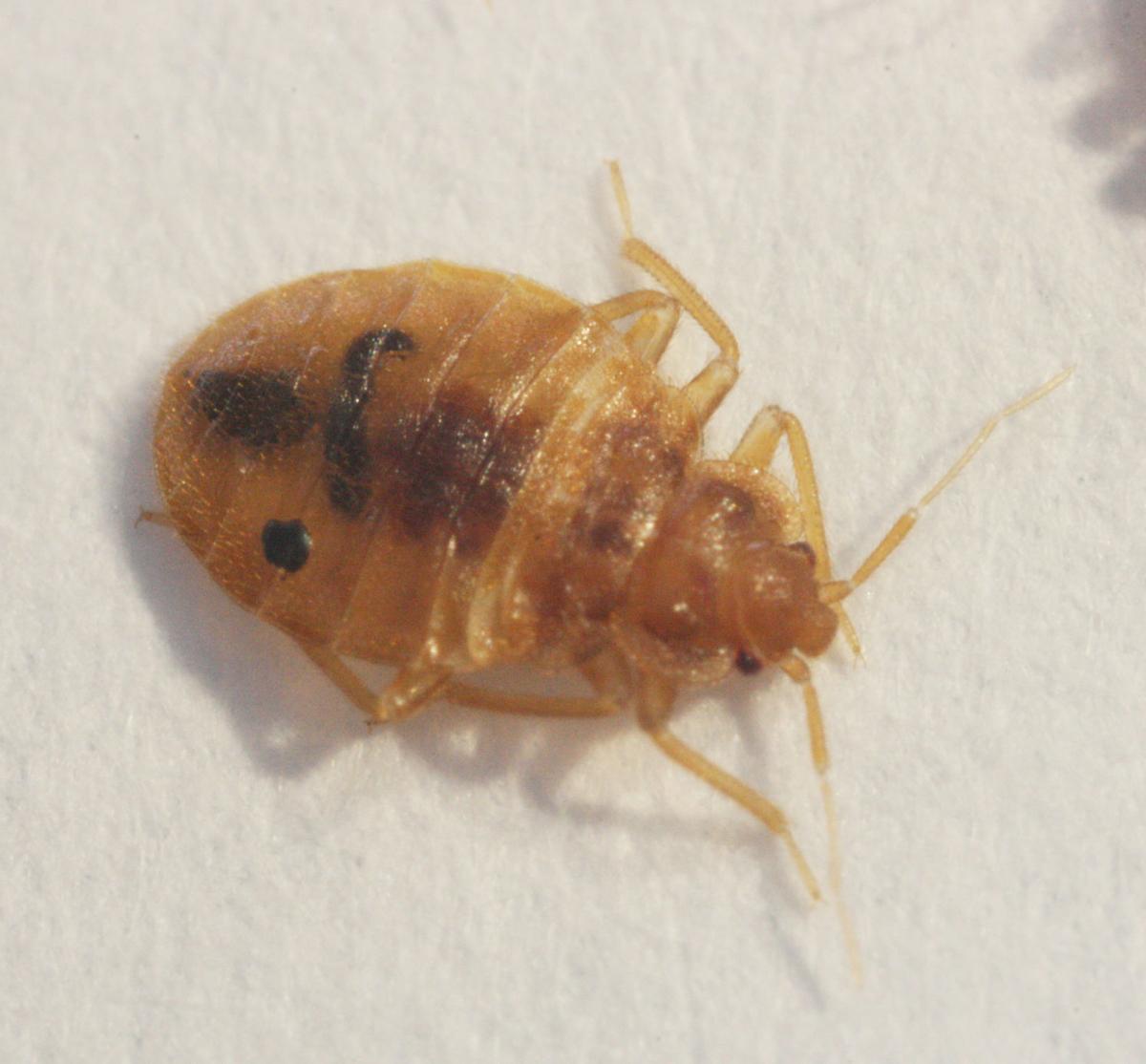 Bed bugs ‘crawling on our desks’ at Tucson call center Local news