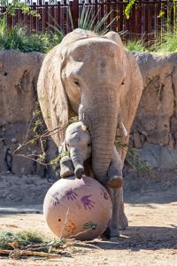 Nandi notebook: At 8 months, Nandi hits the pool