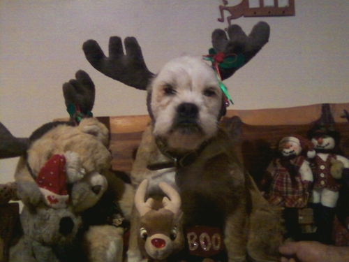 Tucson's holiday pets