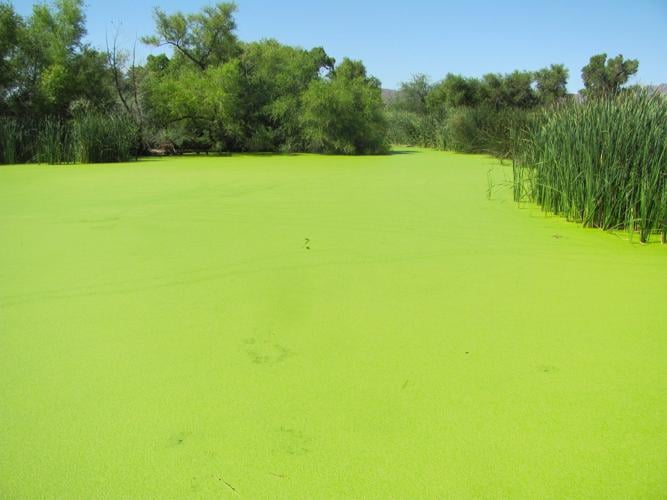 Expanse of duckweed