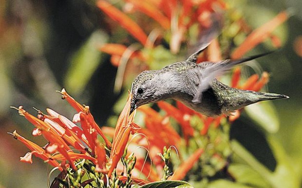 Will Hover for Nectar  