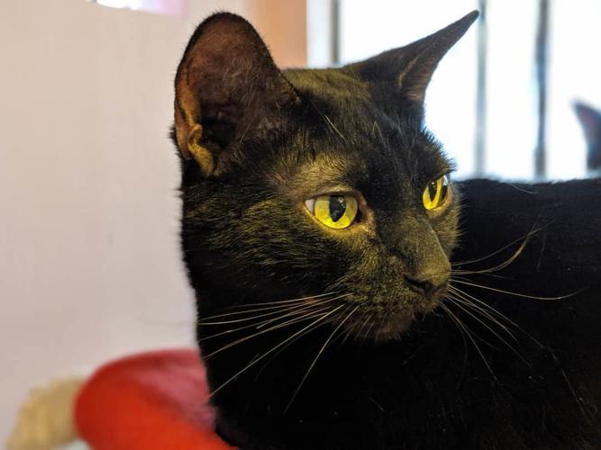 Adopt a friend: Lorenzo