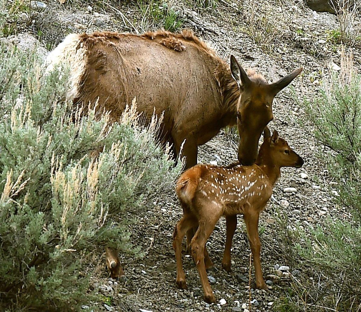 Elk calf