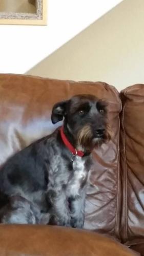 Happy National Dog Day!