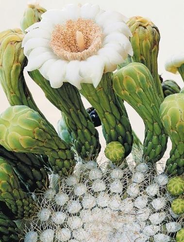 Cactus: Saguaro illustrated  