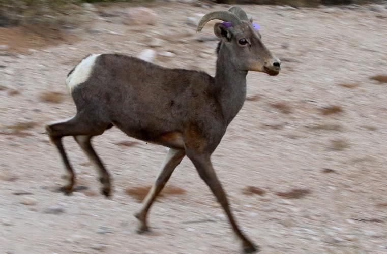 Bighorn sheep release