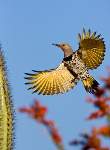Tucson Audubon Society