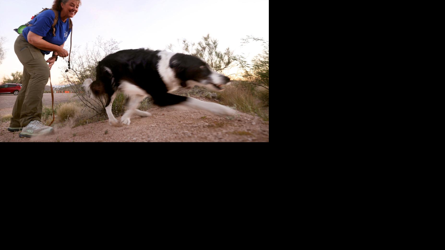 These Tucson dogs trained to be heroes