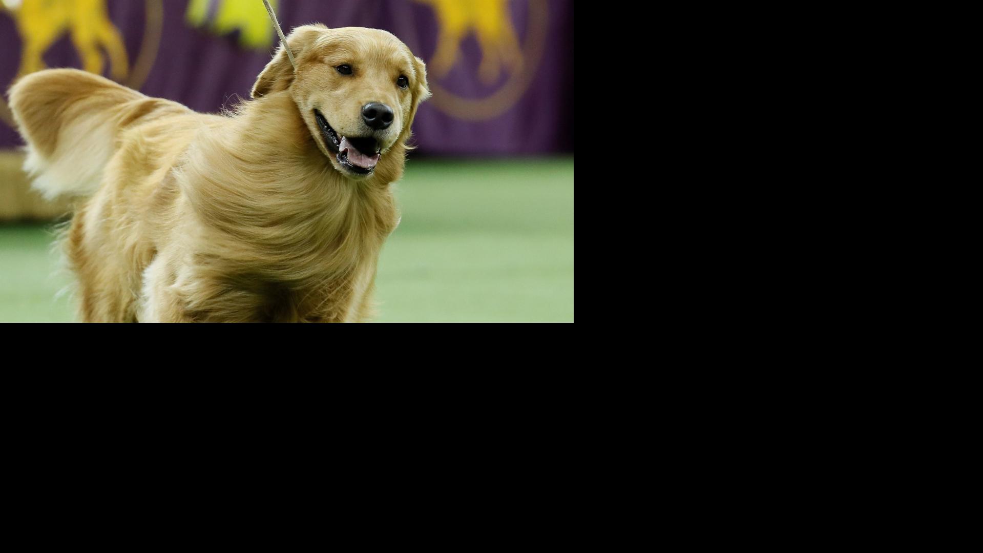 The 25 most popular dog breeds in America this year and the rarest