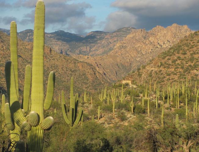 Cactus forest in Sabino Canyon