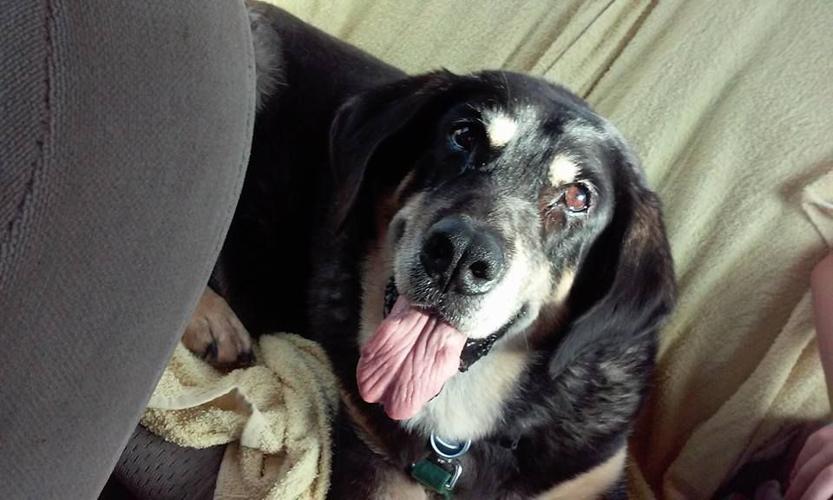 Happy National Dog Day!