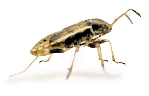 Clouds of odd bugs invade  