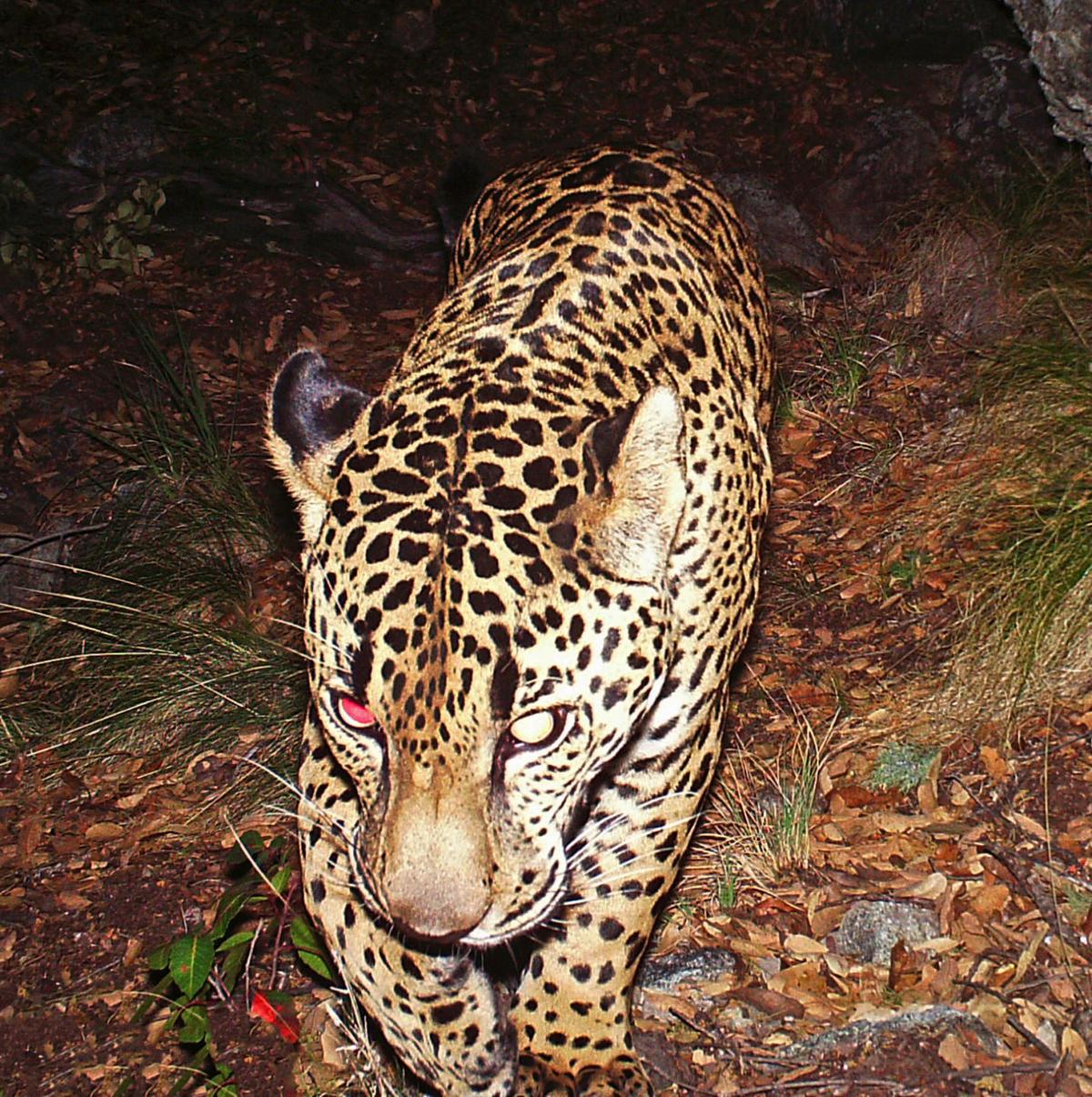 Jaguar el 649 pro