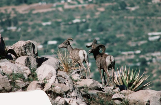 Bighorns to get 2nd chance in Catalinas    
