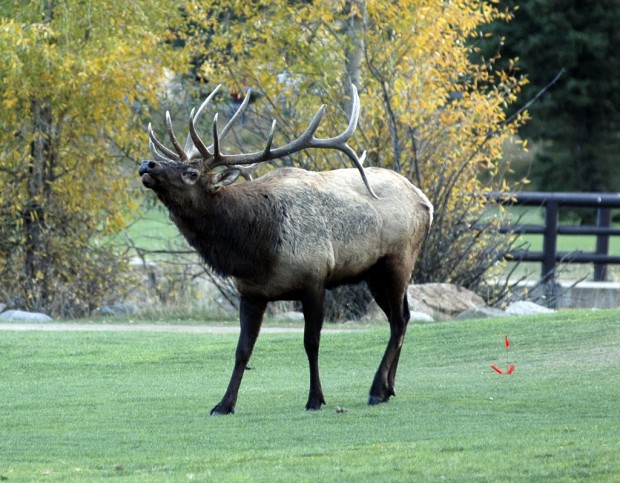 Elk are star attraction at Estes Park   