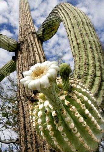 Saguaro flowers 