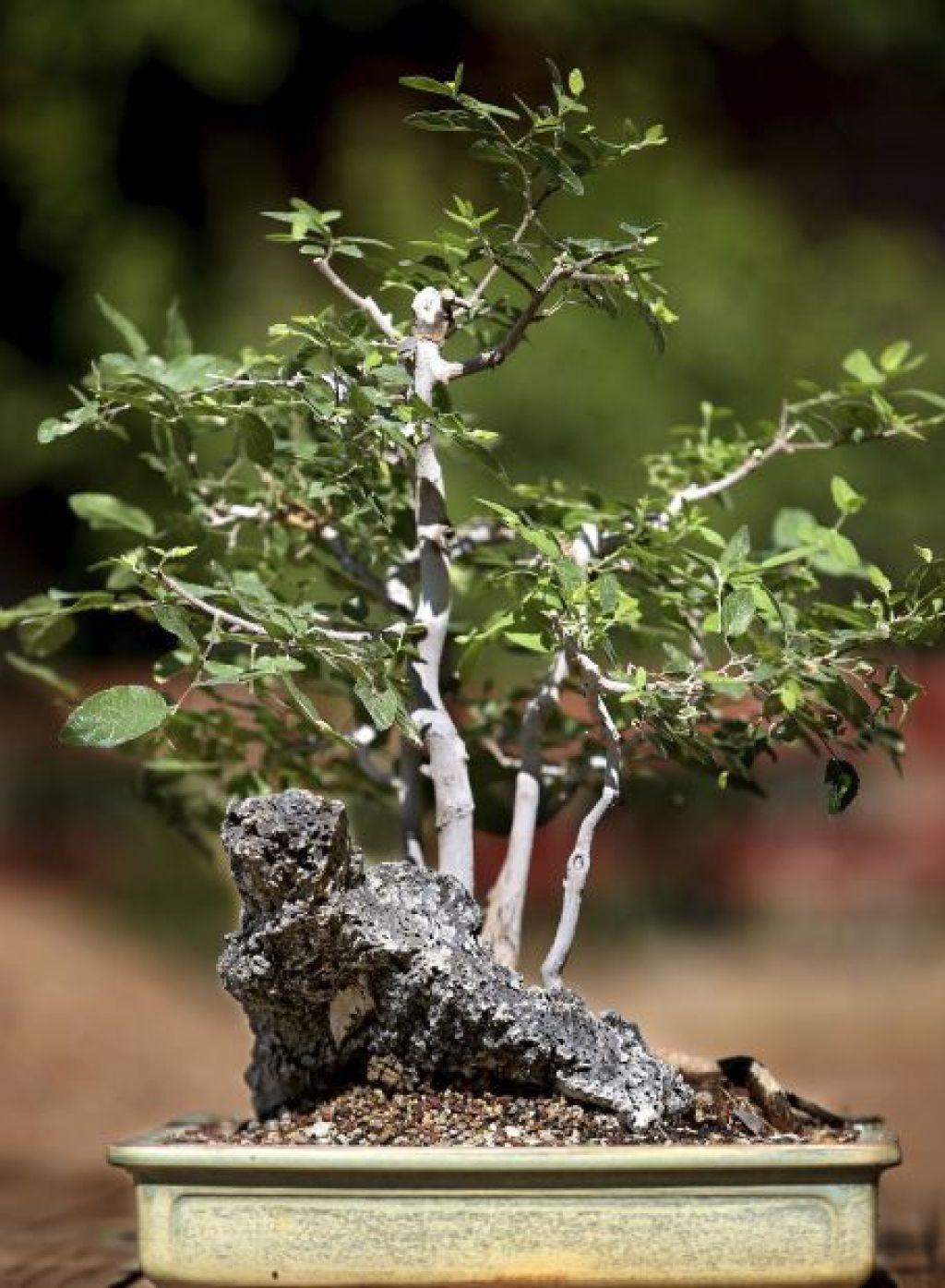 Bonsai takes on a desert twist in Tucson | Home & Garden | tucson.com