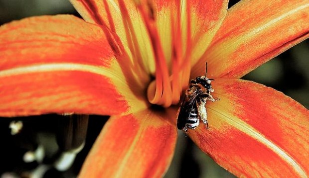 Reconocen su trabajo y su jardín  