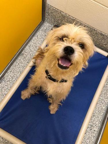 PACC takes in cats in hoarding case