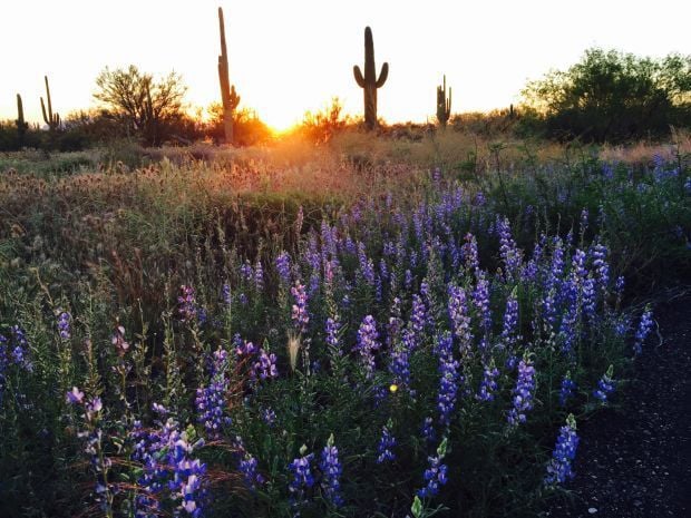 Lupines at sunset