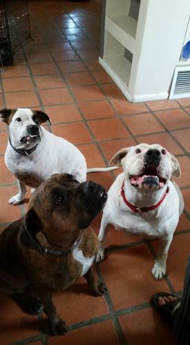 Happy National Dog Day!