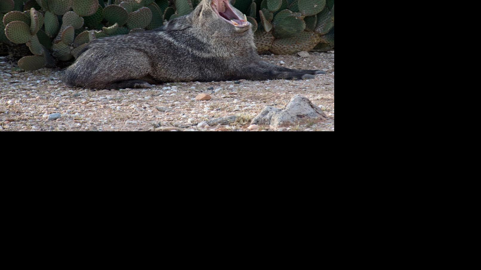 52 photos that prove javelinas are the cuties of the desert Outdoors and Events