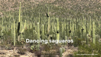 This simulation of a dancing saguaro was made for science