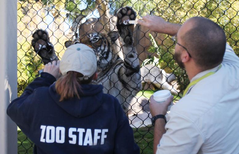 How to put hand cream on a tiger's paws