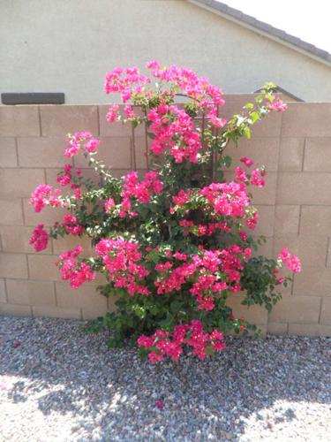 Garden Sage: bougainvillea.
