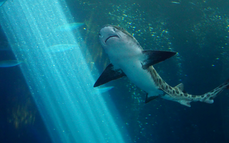 Trending From The Tank: Check Out These 15 Shark Tank Favorites