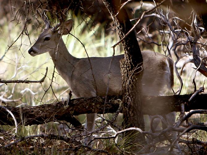 Chiricahua National Monument