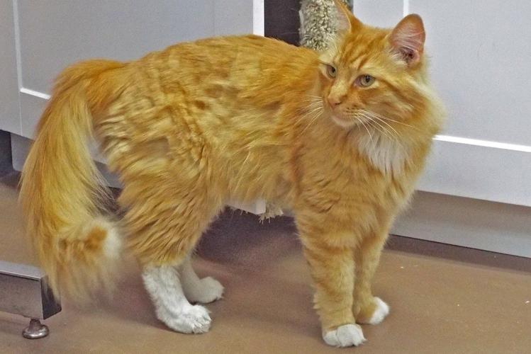 Adopt a friend: Orange