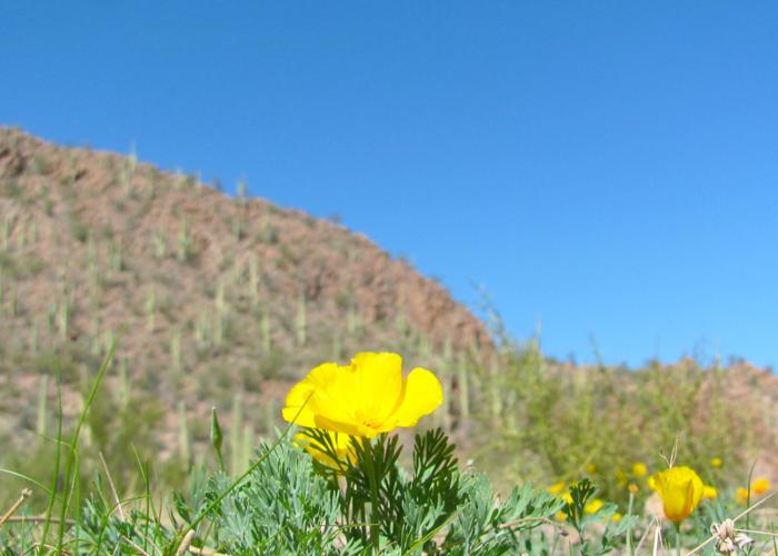 Poppies in bloom
