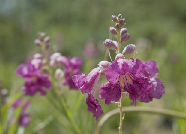 Landscape designer to share secrets for enjoying your patio in any season    