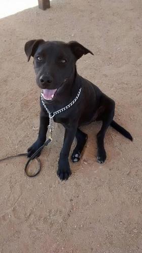 Happy National Dog Day!