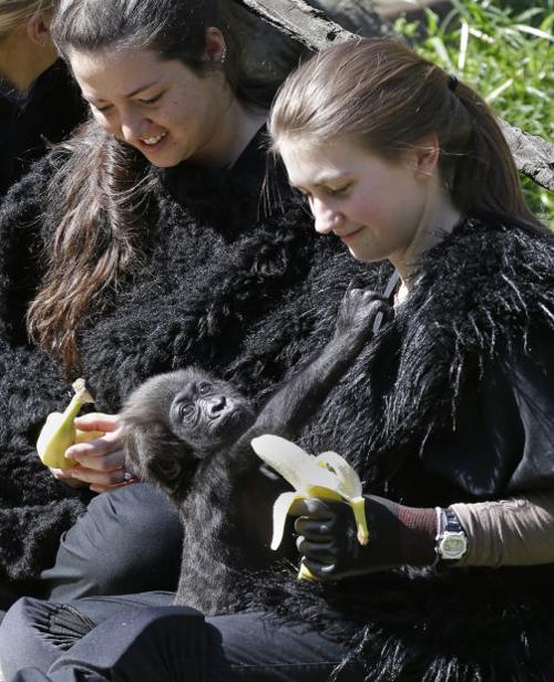 Baby gorilla meets public