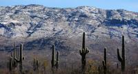 Saguaro National Park
