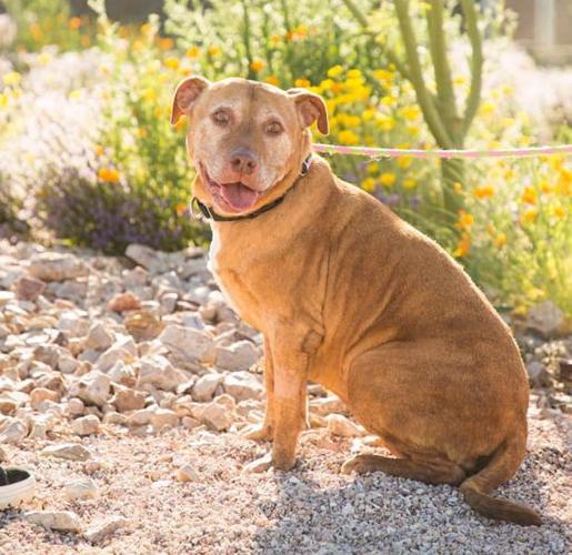 Adopt a friend: Susy