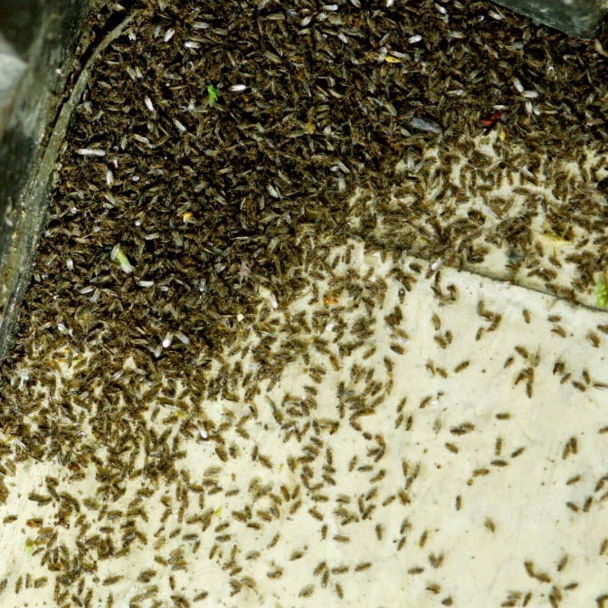 Gnats In Disposal Tucson Com