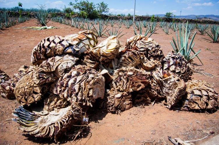 Agave piñas in Tequila